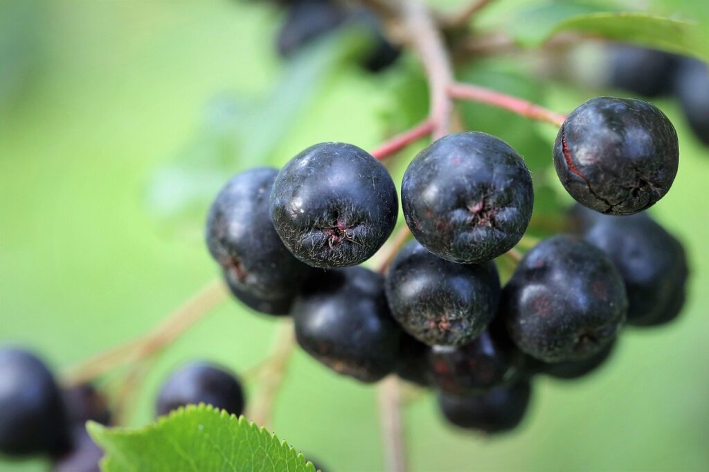 aronia, berries, food, plant, summer, growth, bush, nature, outdoor, green growth, aronia, aronia, aronia, aronia, aronia